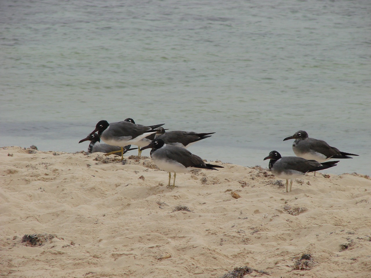 birds sand beach free photo