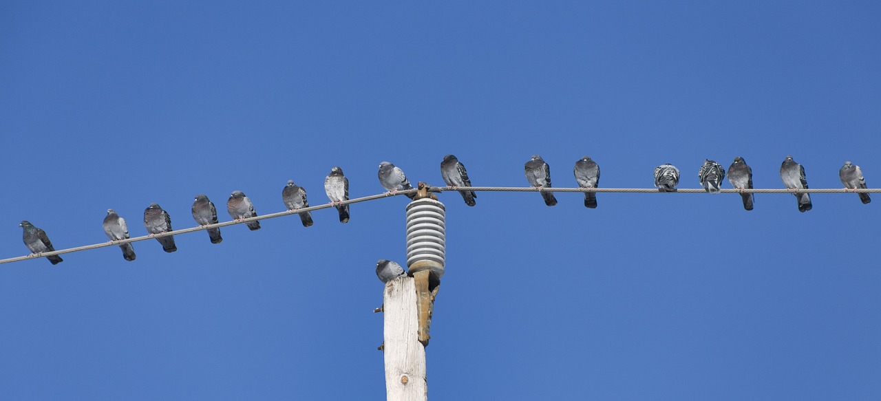 birds pole sky free photo