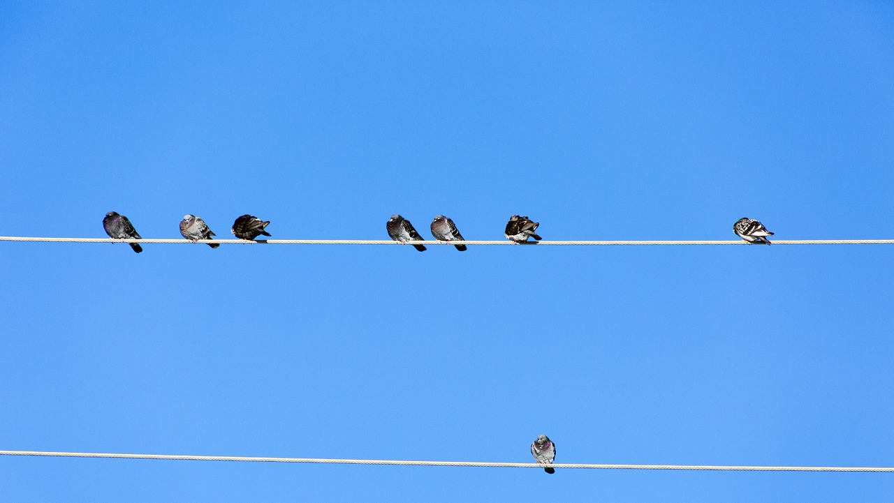 birds pole sky free photo