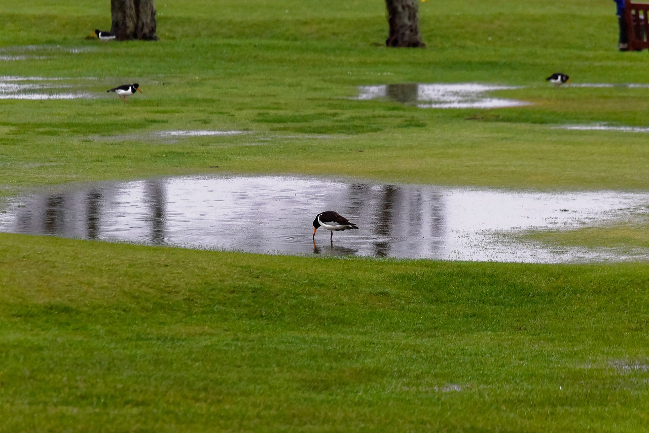 birds water wildlife free photo