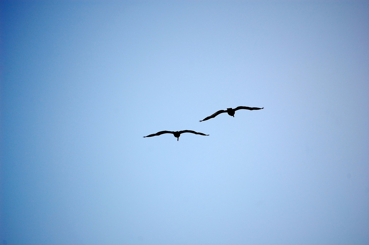 birds silhouette blue free photo