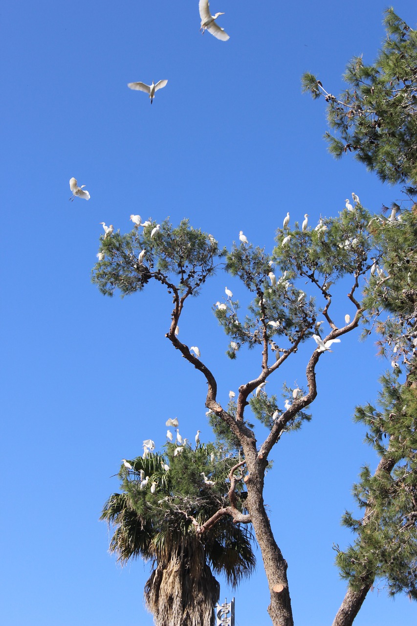 birds white tree free photo