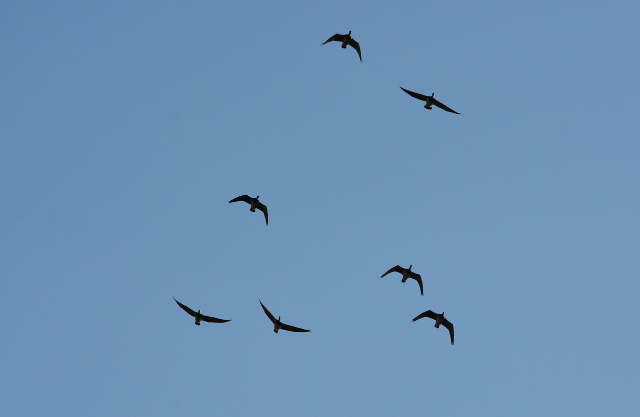 birds flight formation free photo