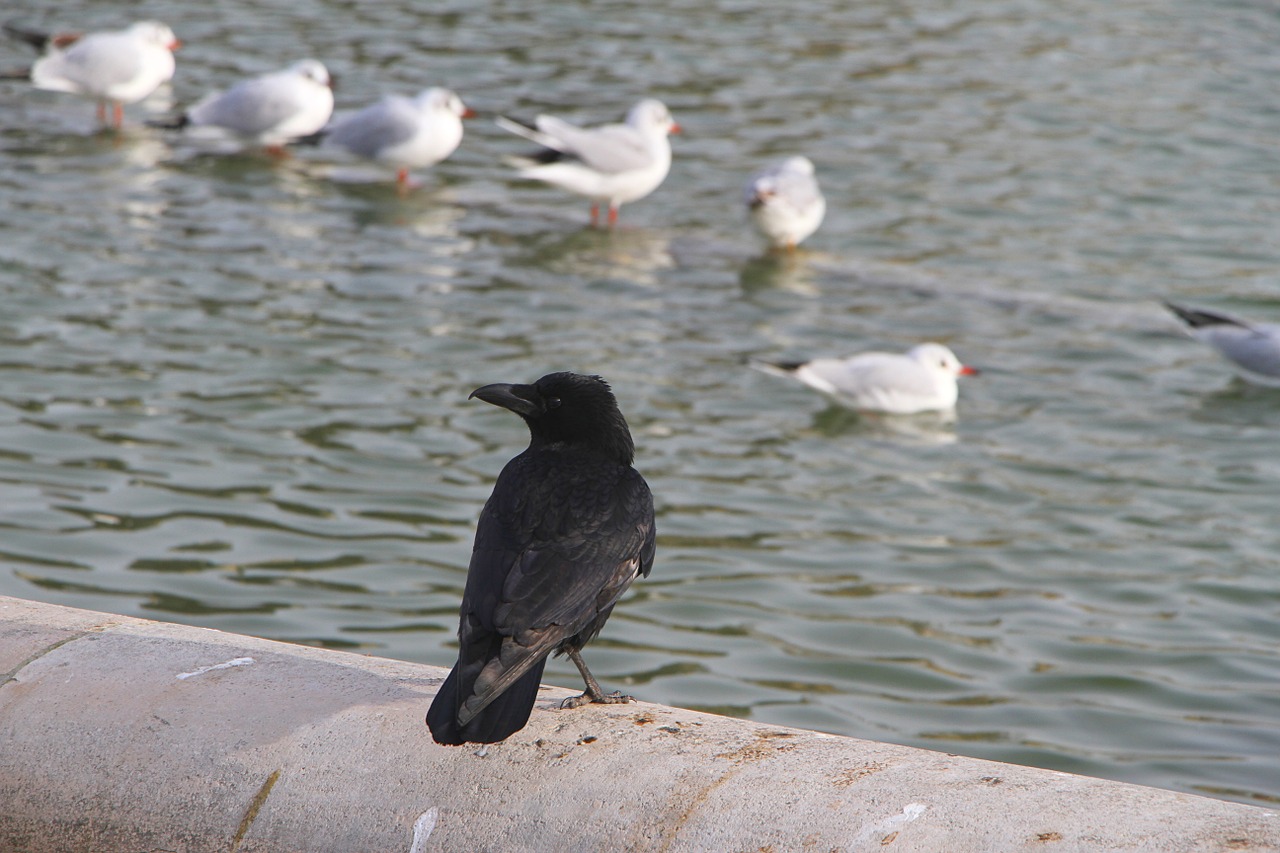 birds fight landscape free photo