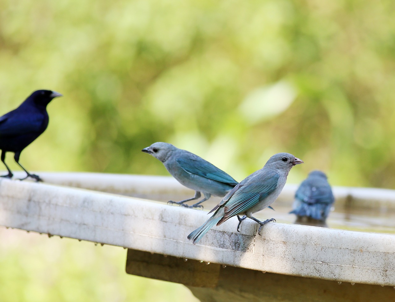 birds drinking water group free photo