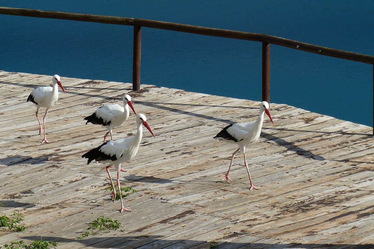 birds storks nature free photo