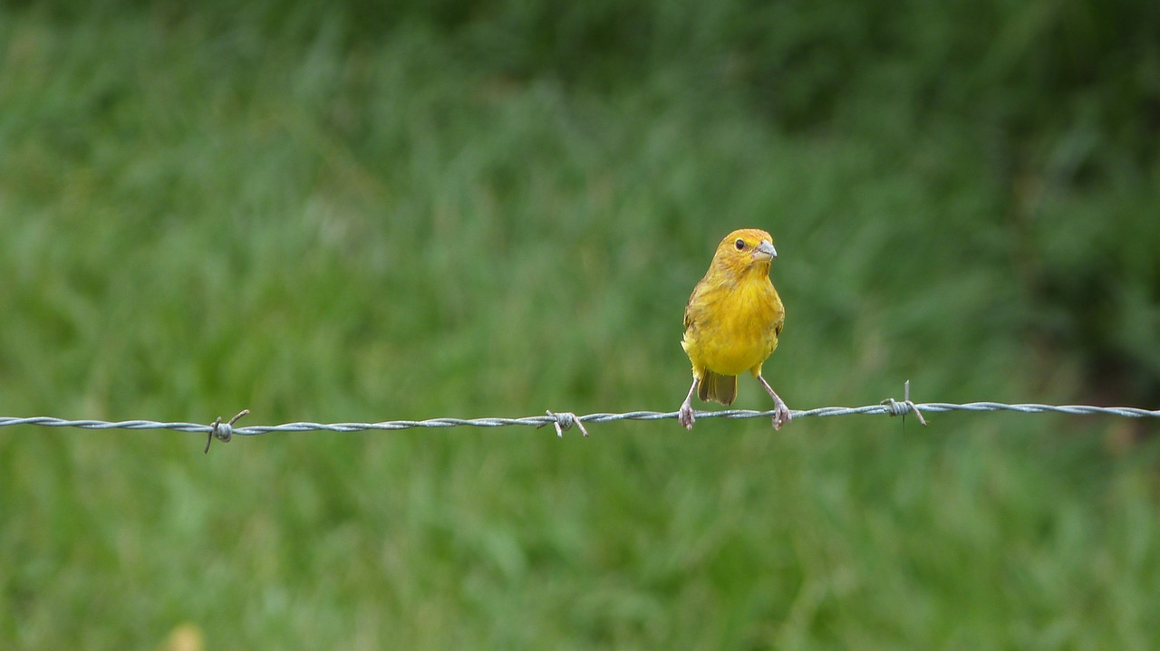 birds animal nature free photo