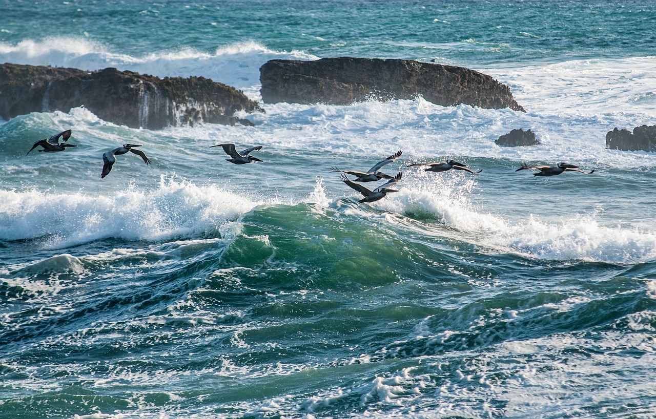 birds water ocean free photo