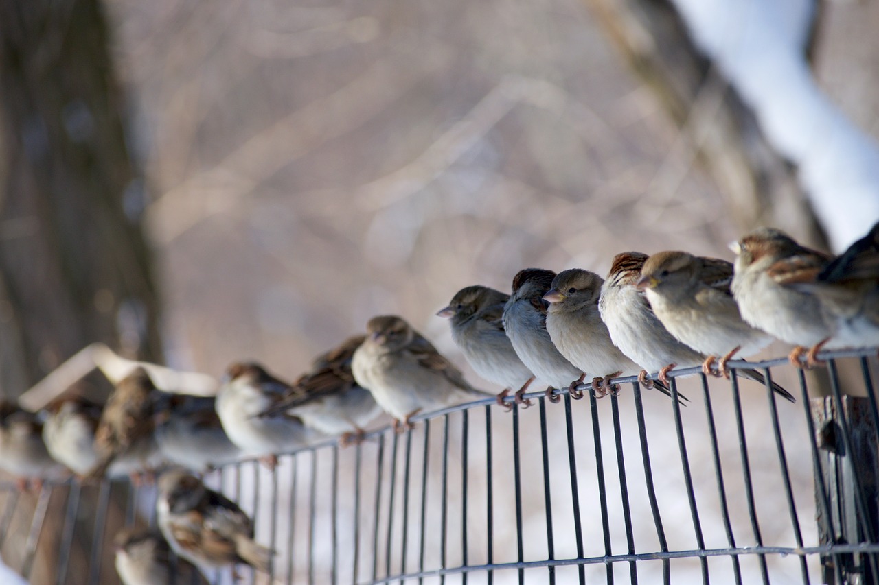 birds perched sparrows free photo