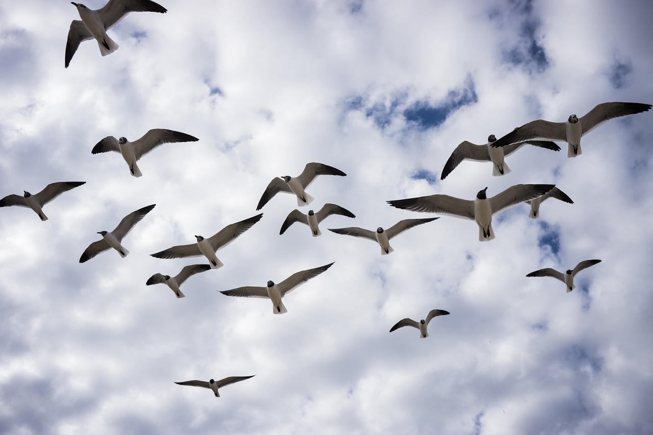 birds flight seagulls free photo