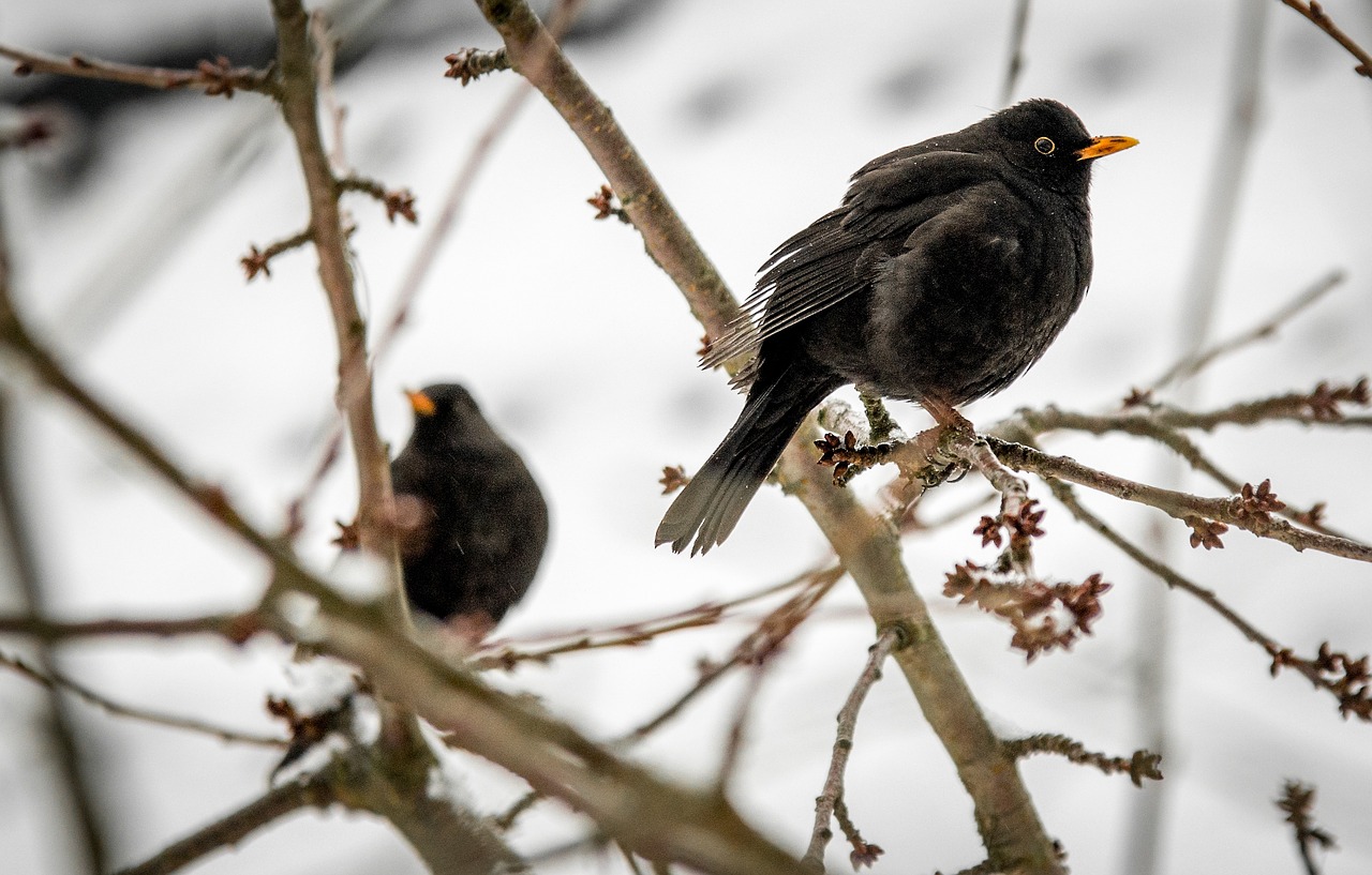 birds winter blackbird free photo