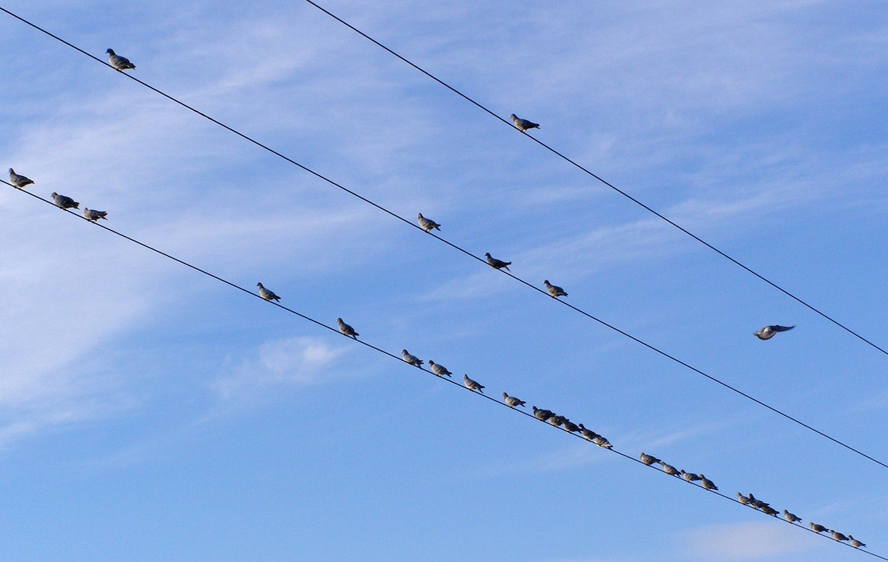 birds electric cables pigeons free photo