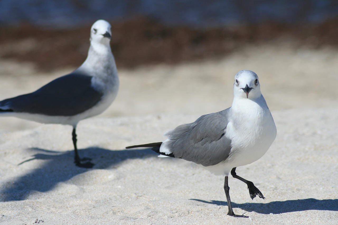 birds dove gaviotas free photo