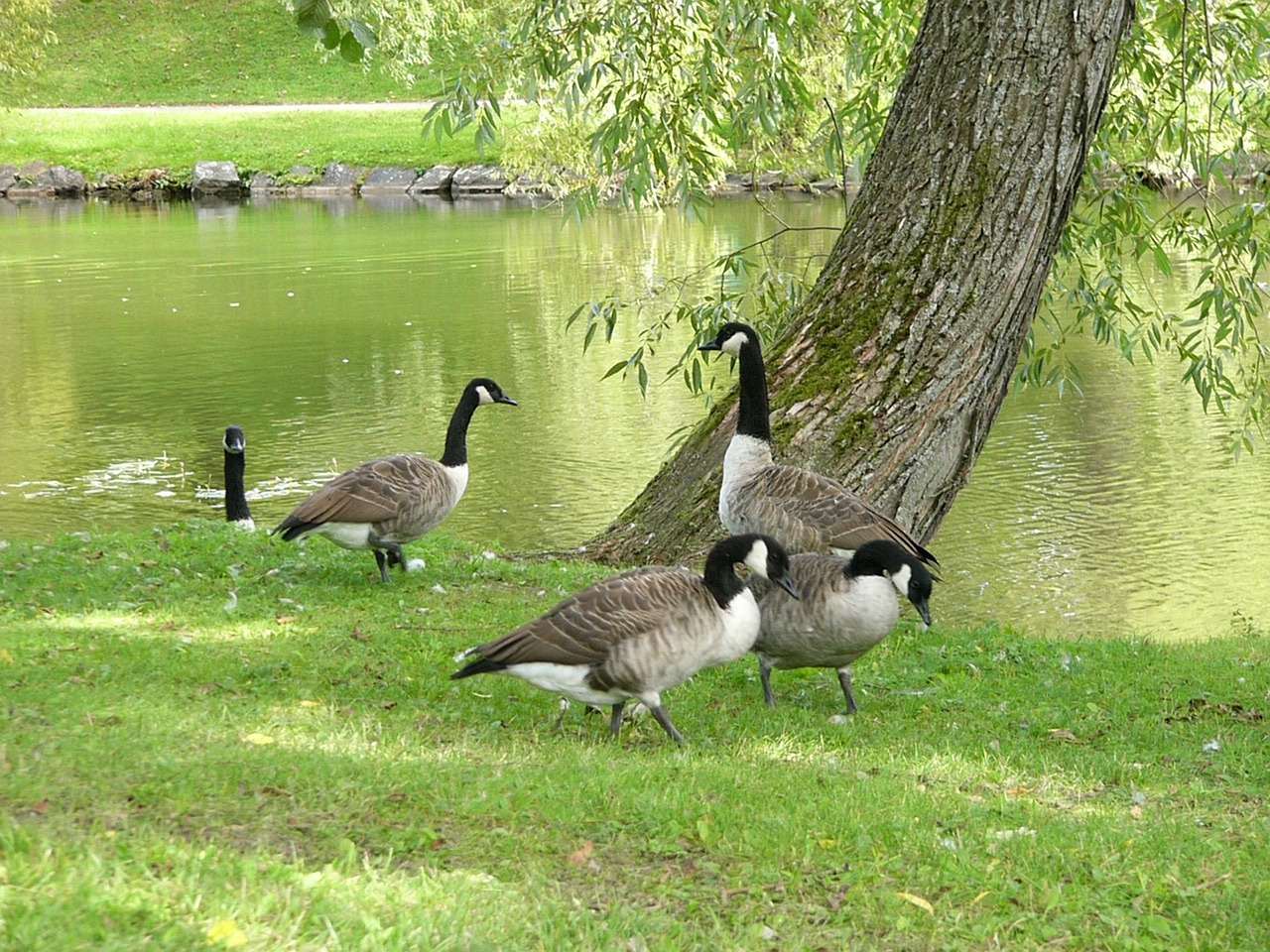 birds tree water free photo