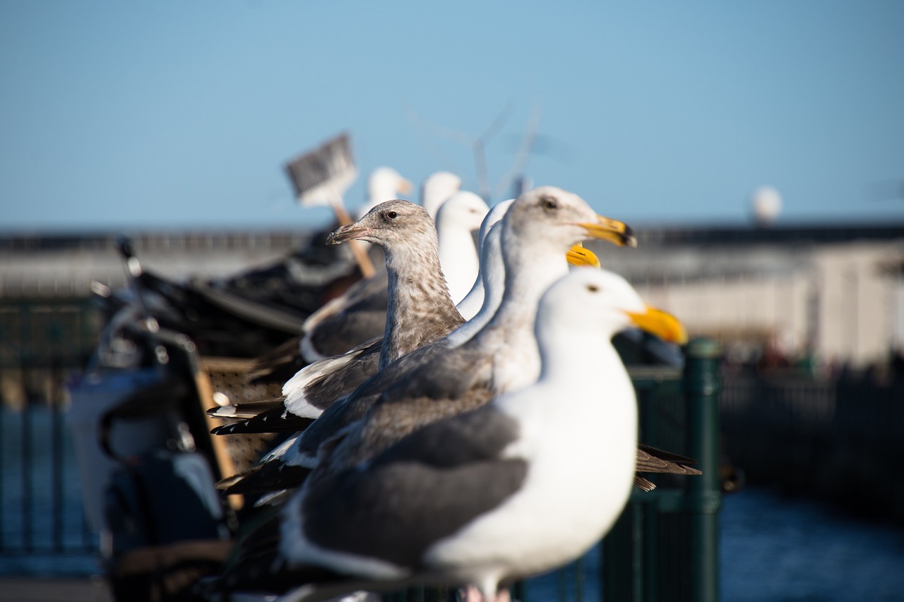 birds seagulls gulls free photo