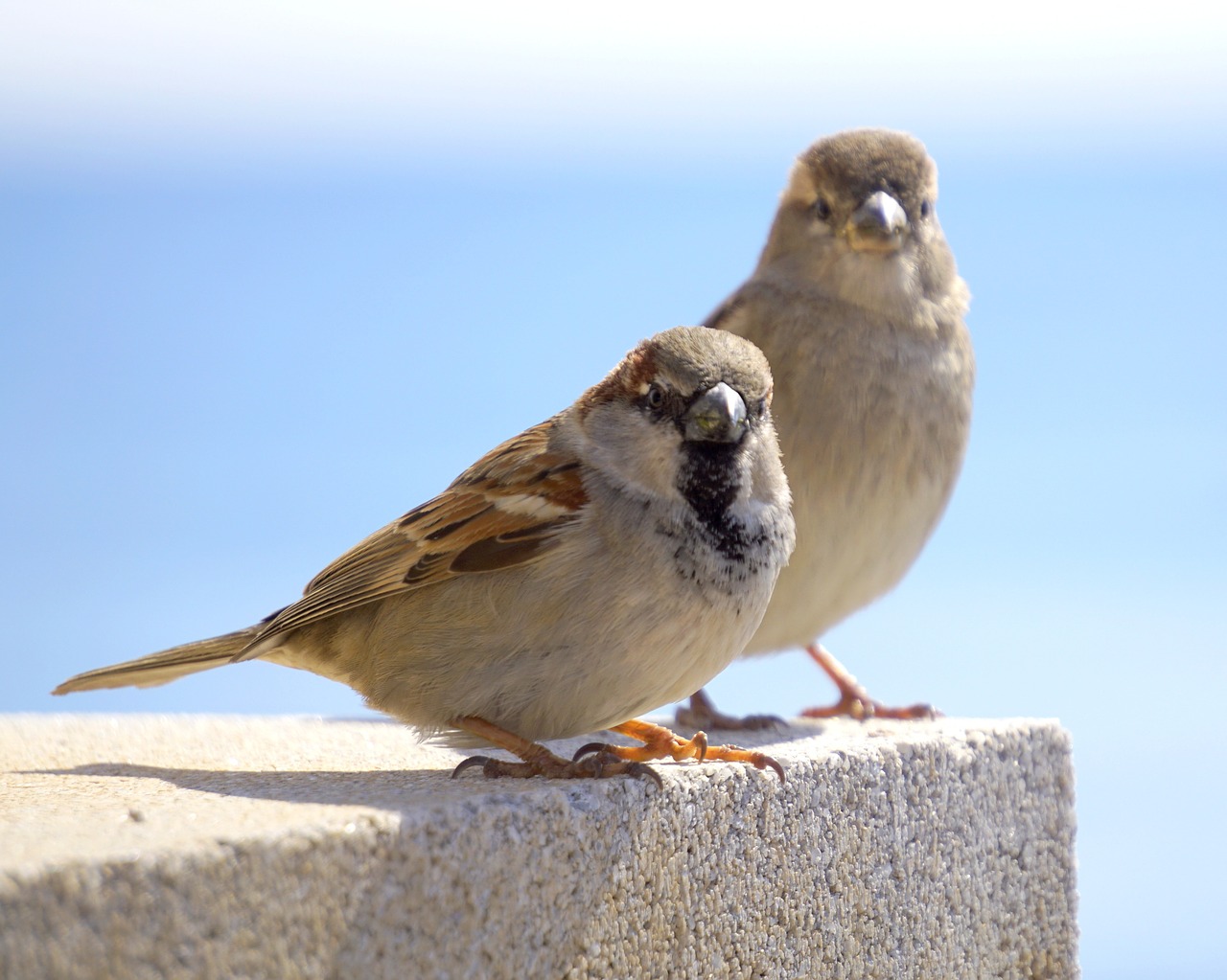birds sparrows ave free photo