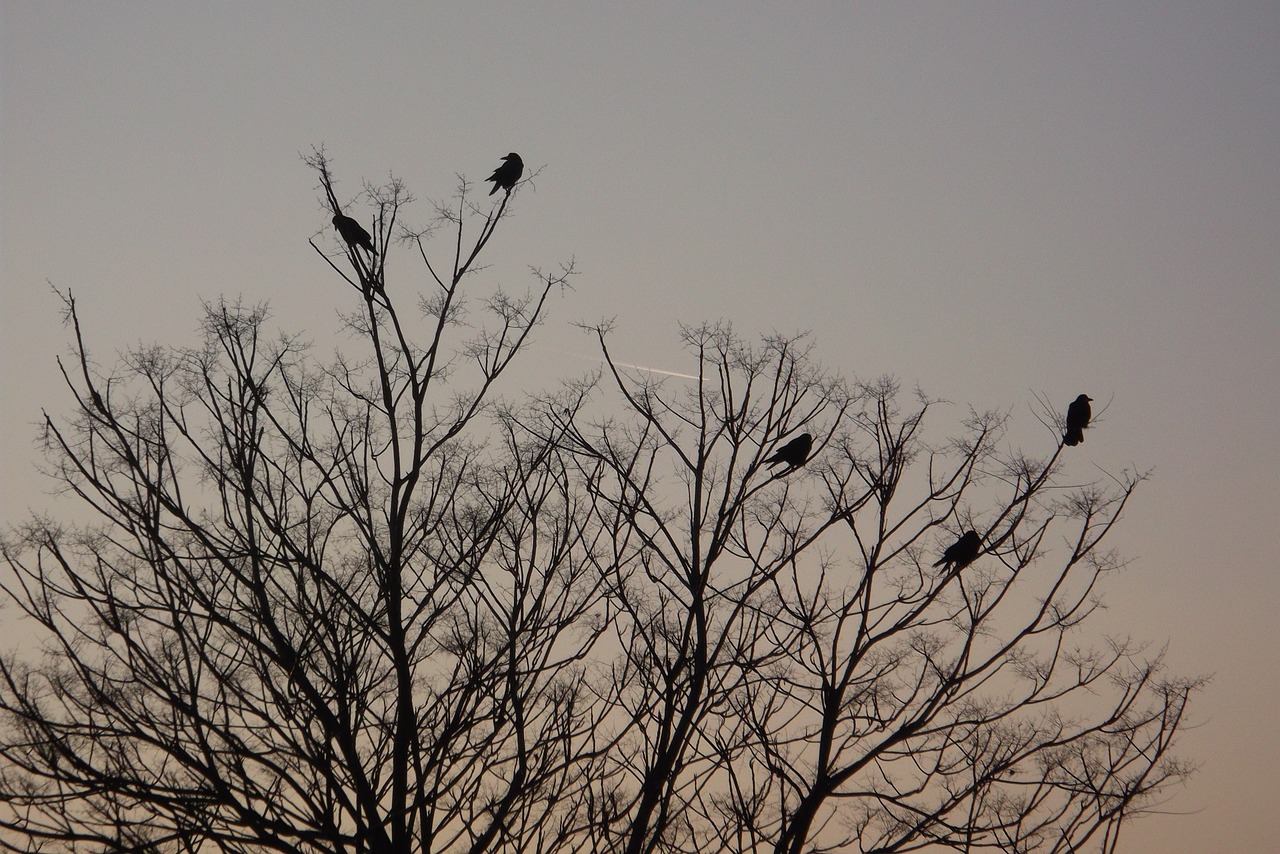 birds crows evening free photo
