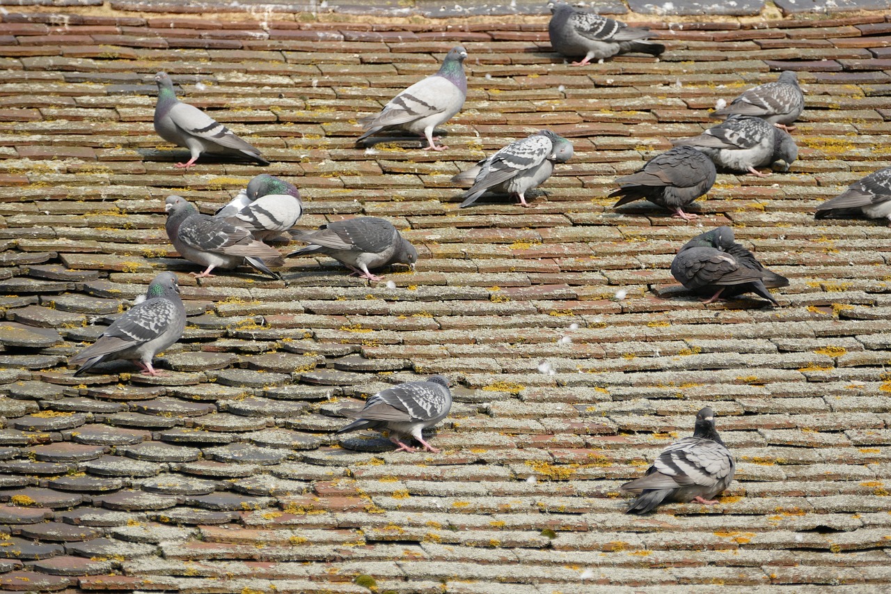 birds pigeons nature free photo