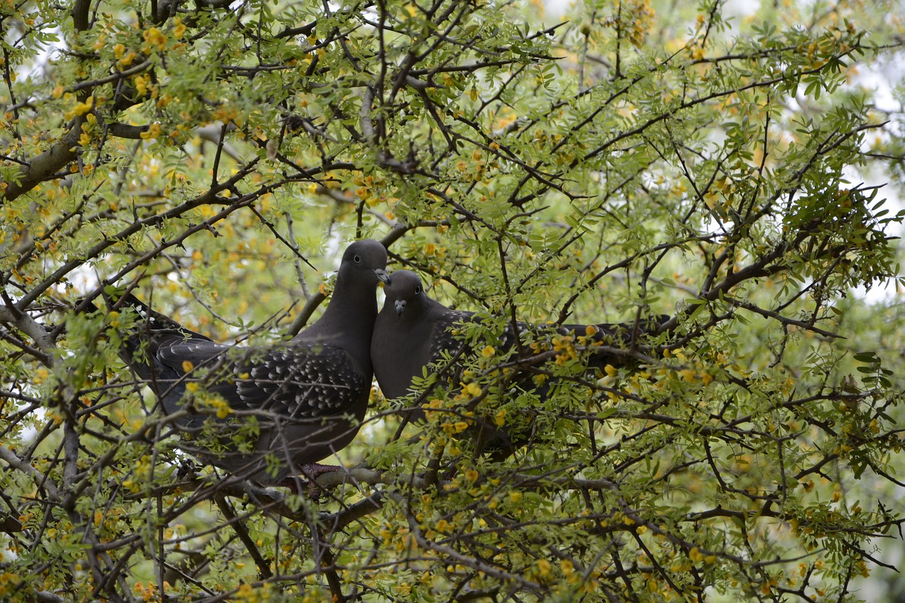 pigeons birds nature free photo