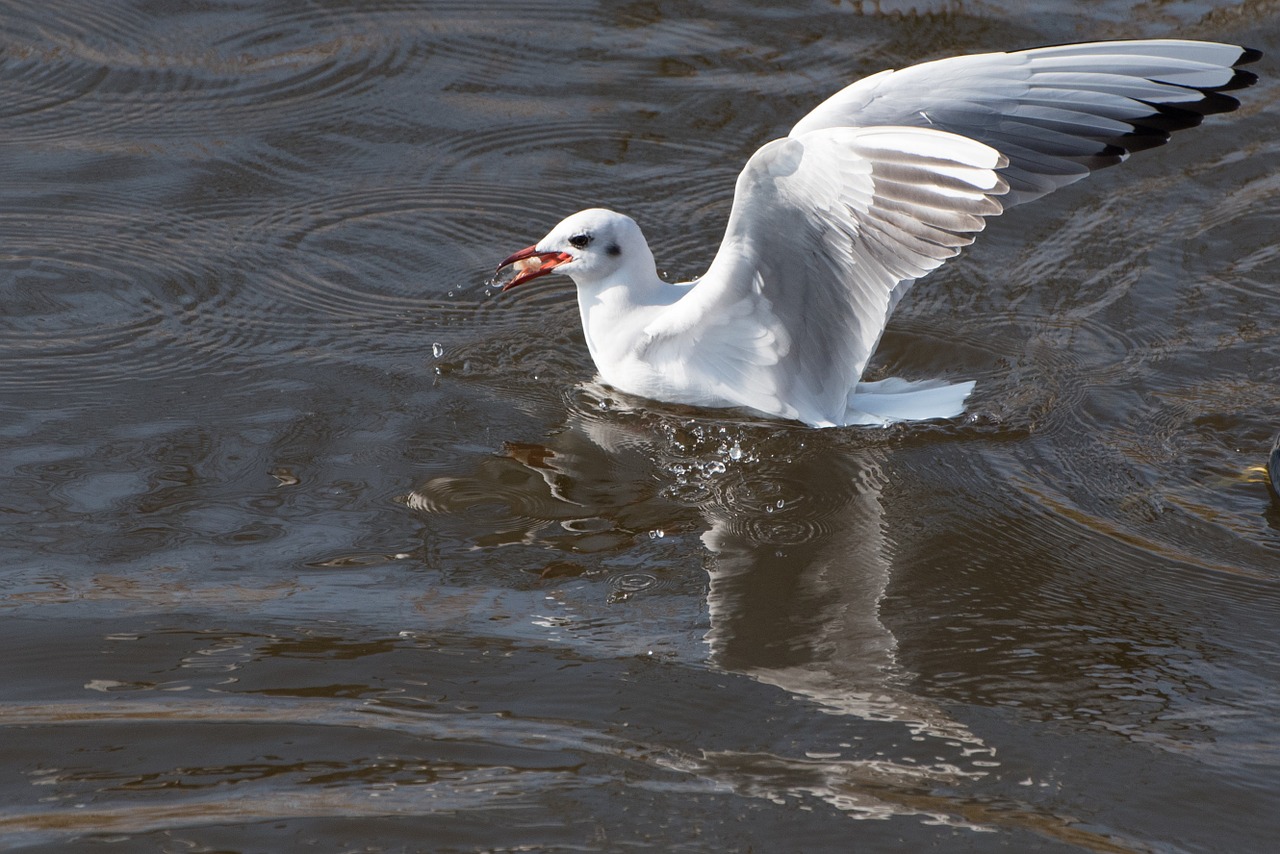 birds water fly free photo