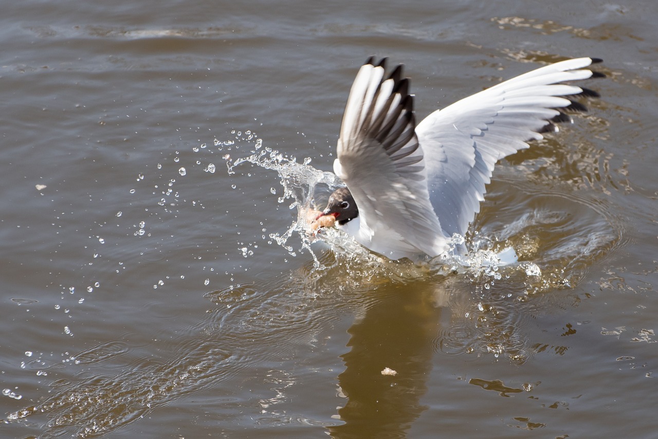 birds water fly free photo