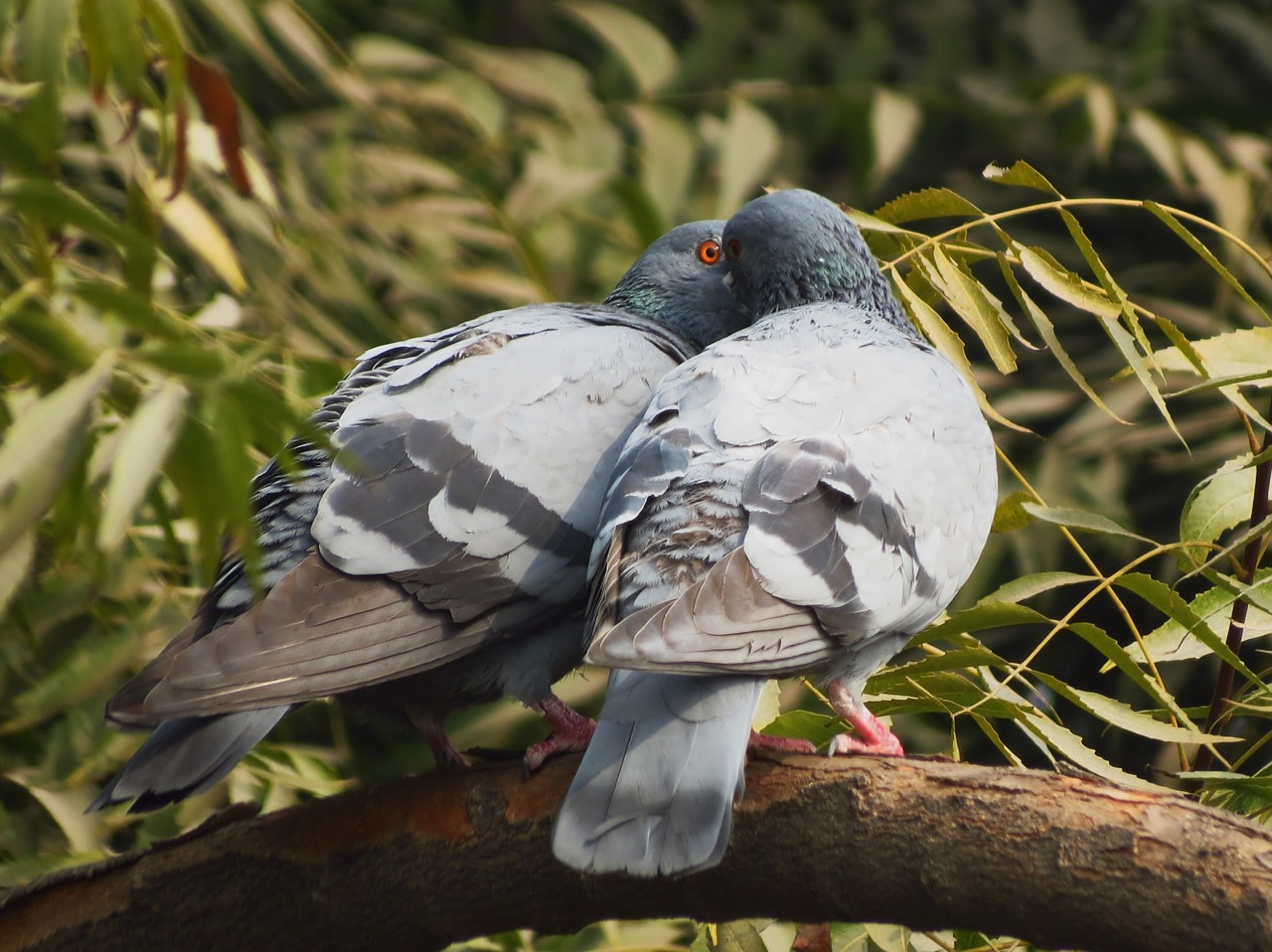 birds pigeons siva301in free photo