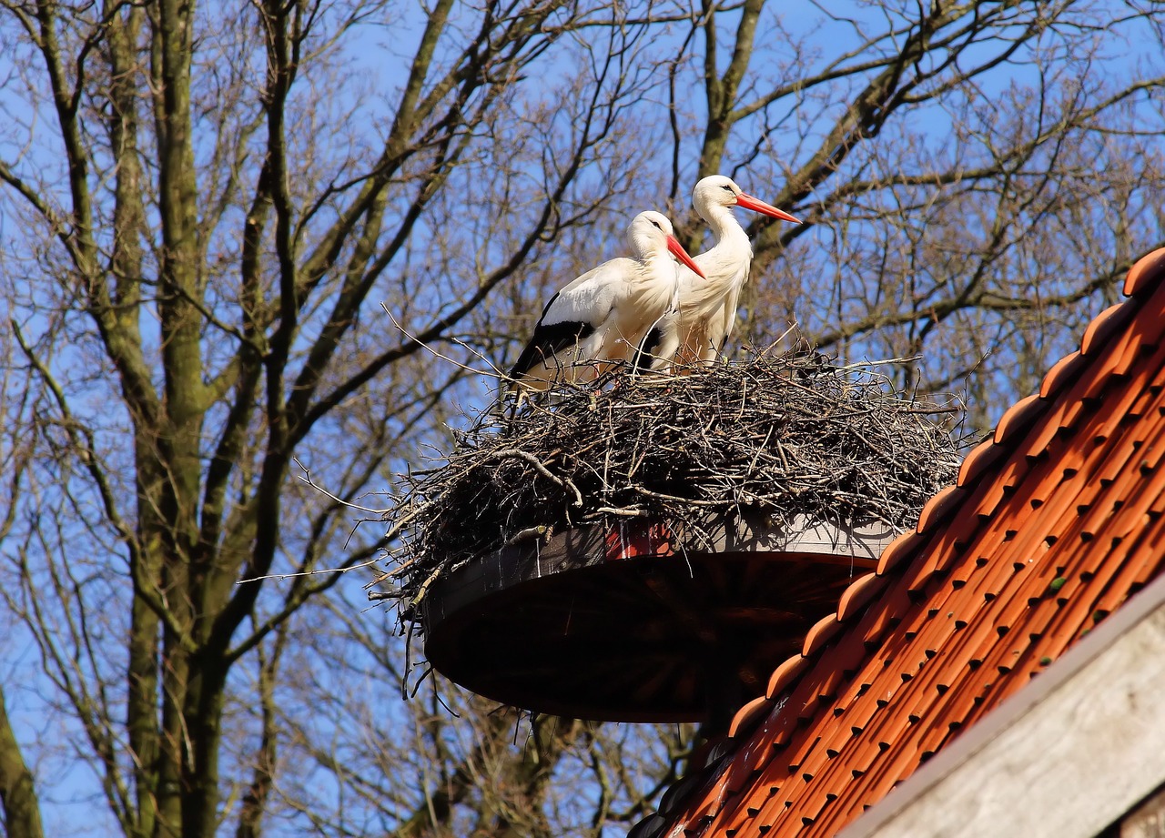 birds storks animals free photo