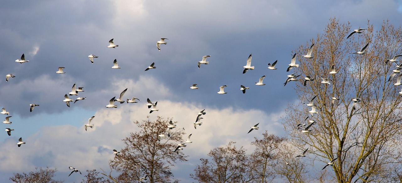 birds gulls swarm free photo