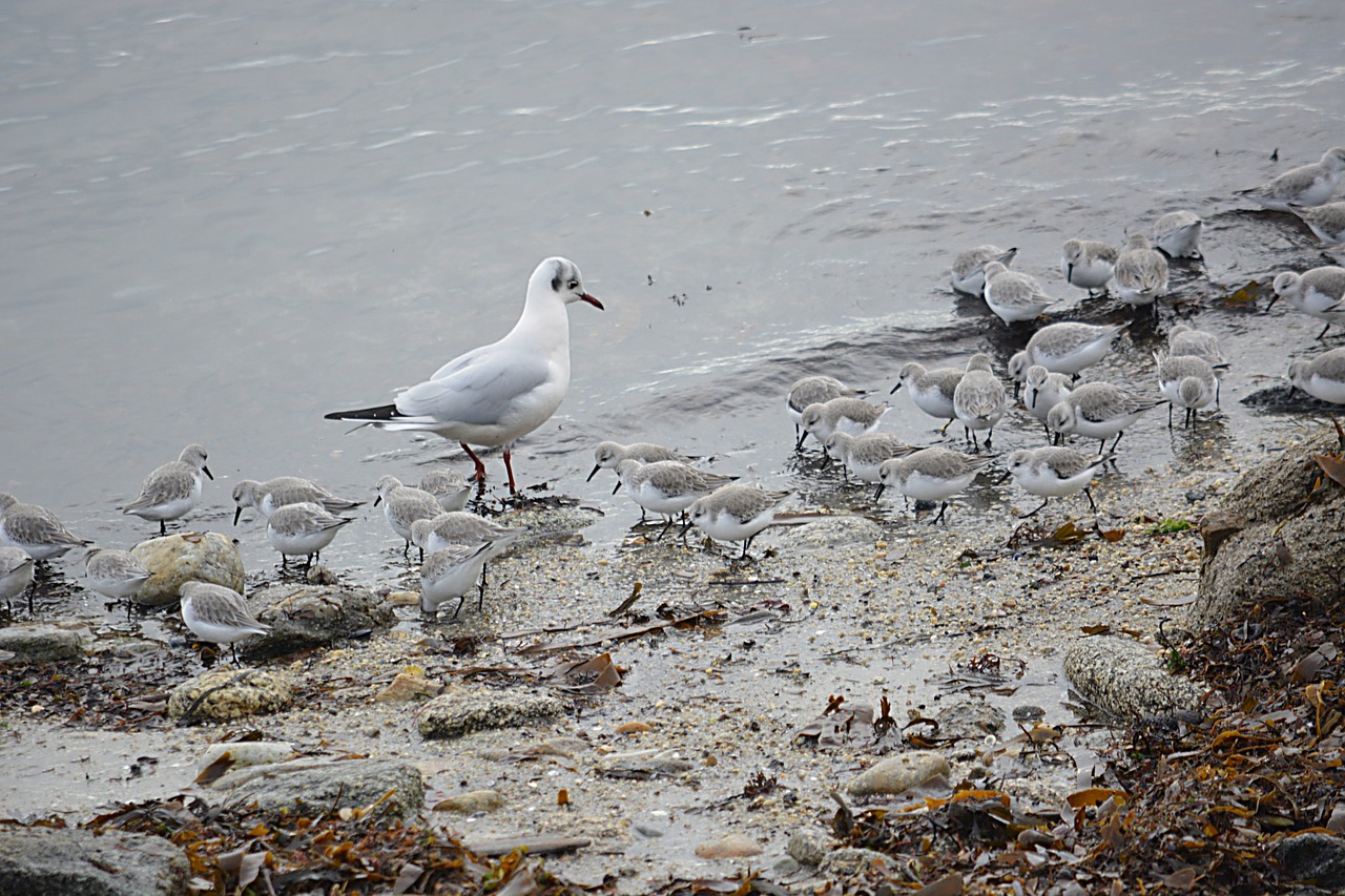 birds seabirds seagull free photo