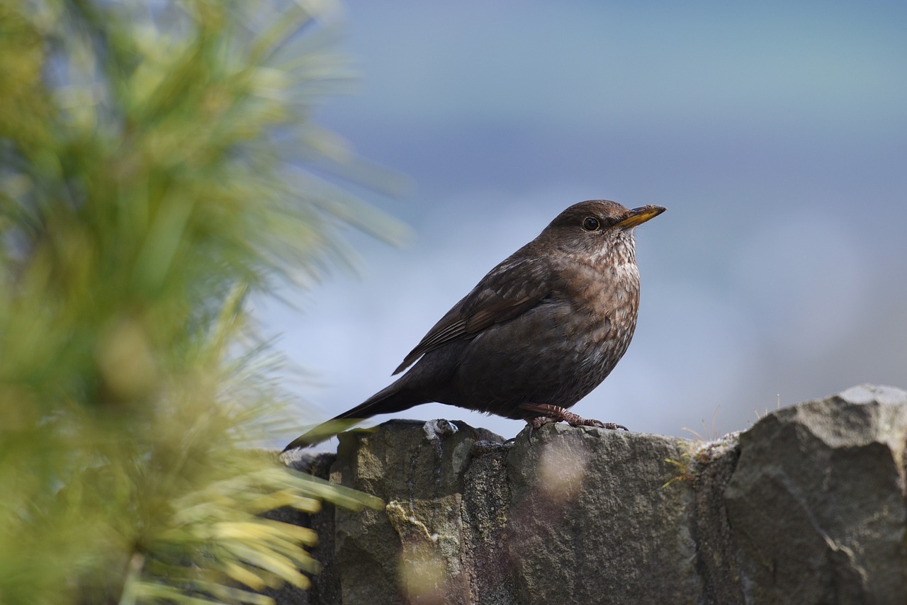 birds throttle feather free photo