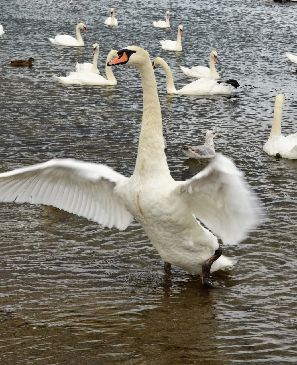 birds swan wildlife free photo