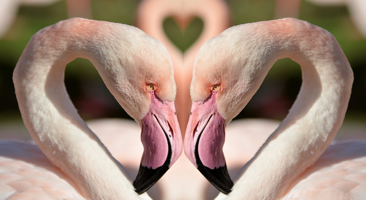 birds love colorful free photo