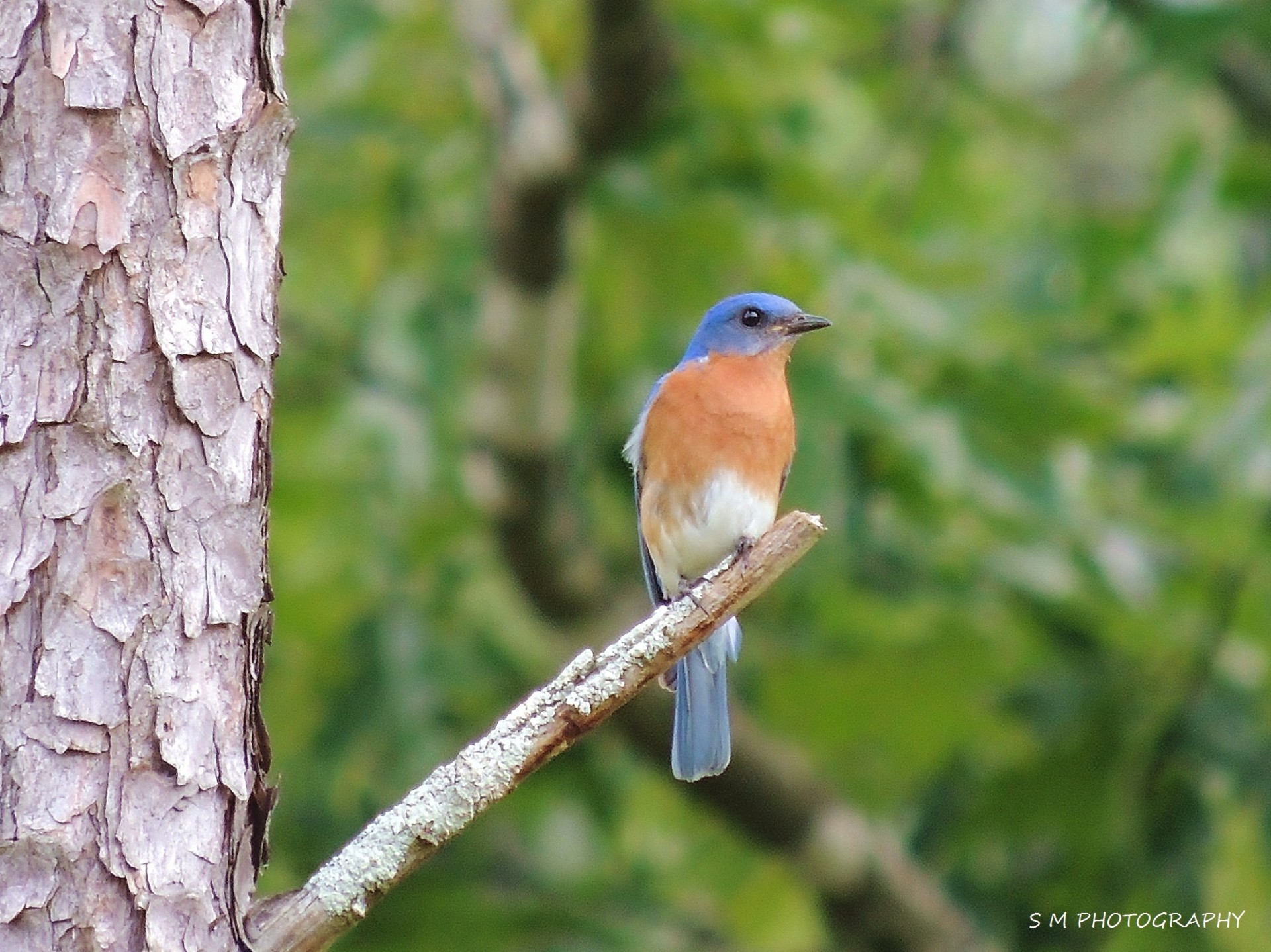 bluebird birds nature free photo