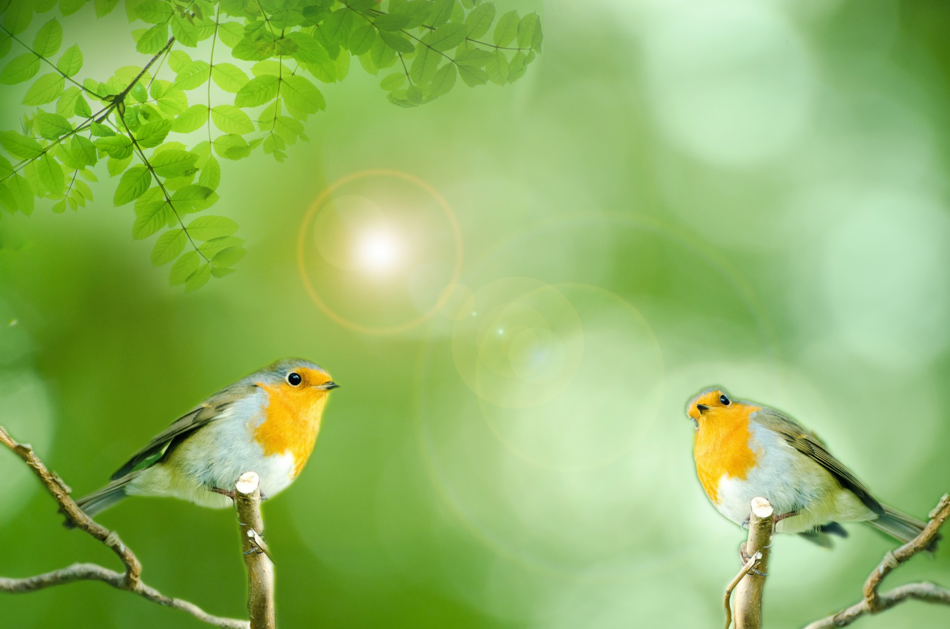 bird green animals free photo