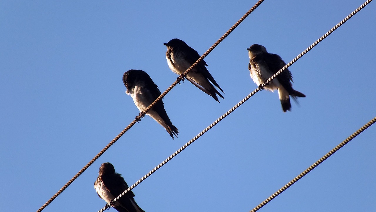 sky nature birds free photo