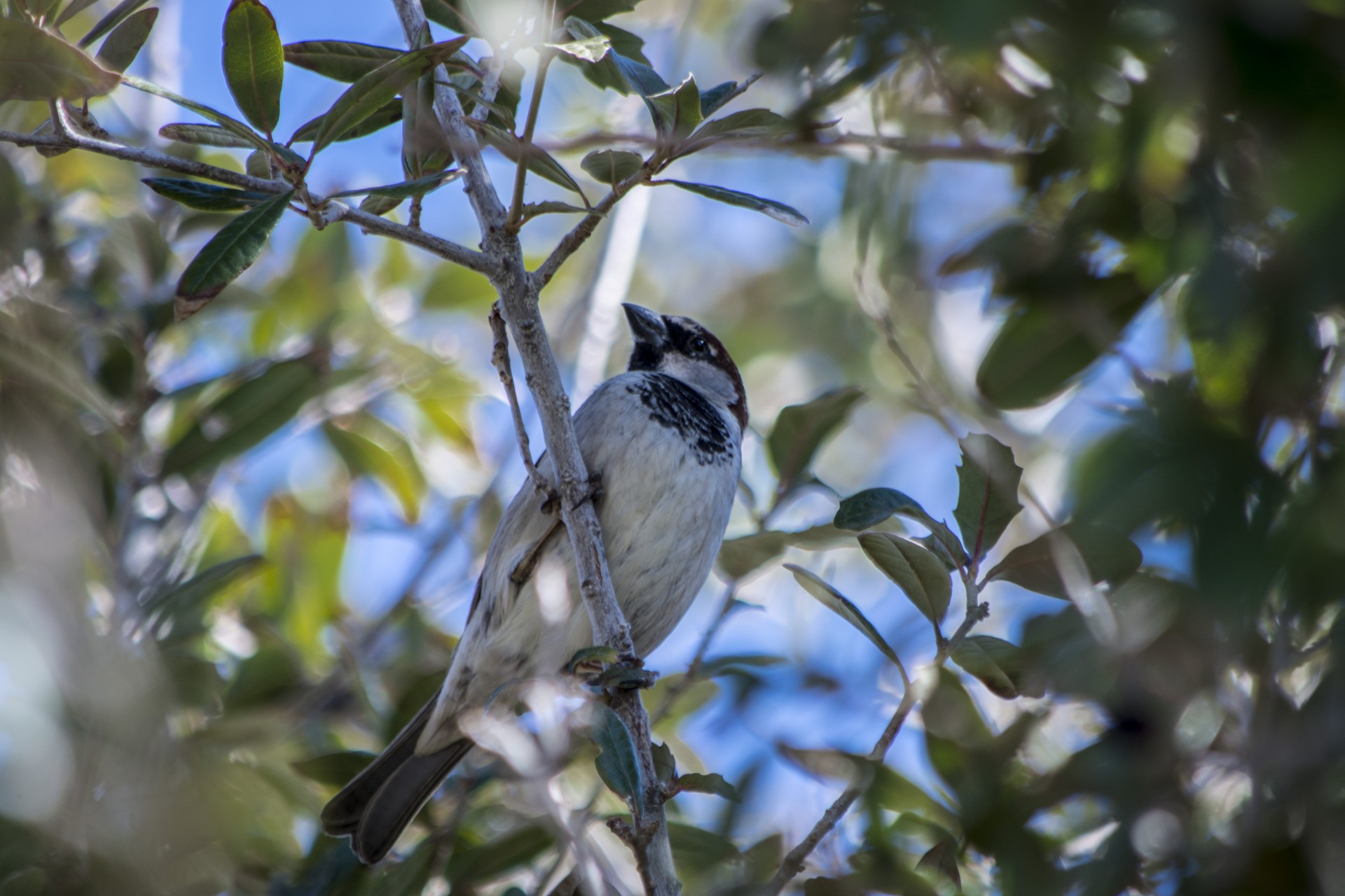 bird nature landscape free photo