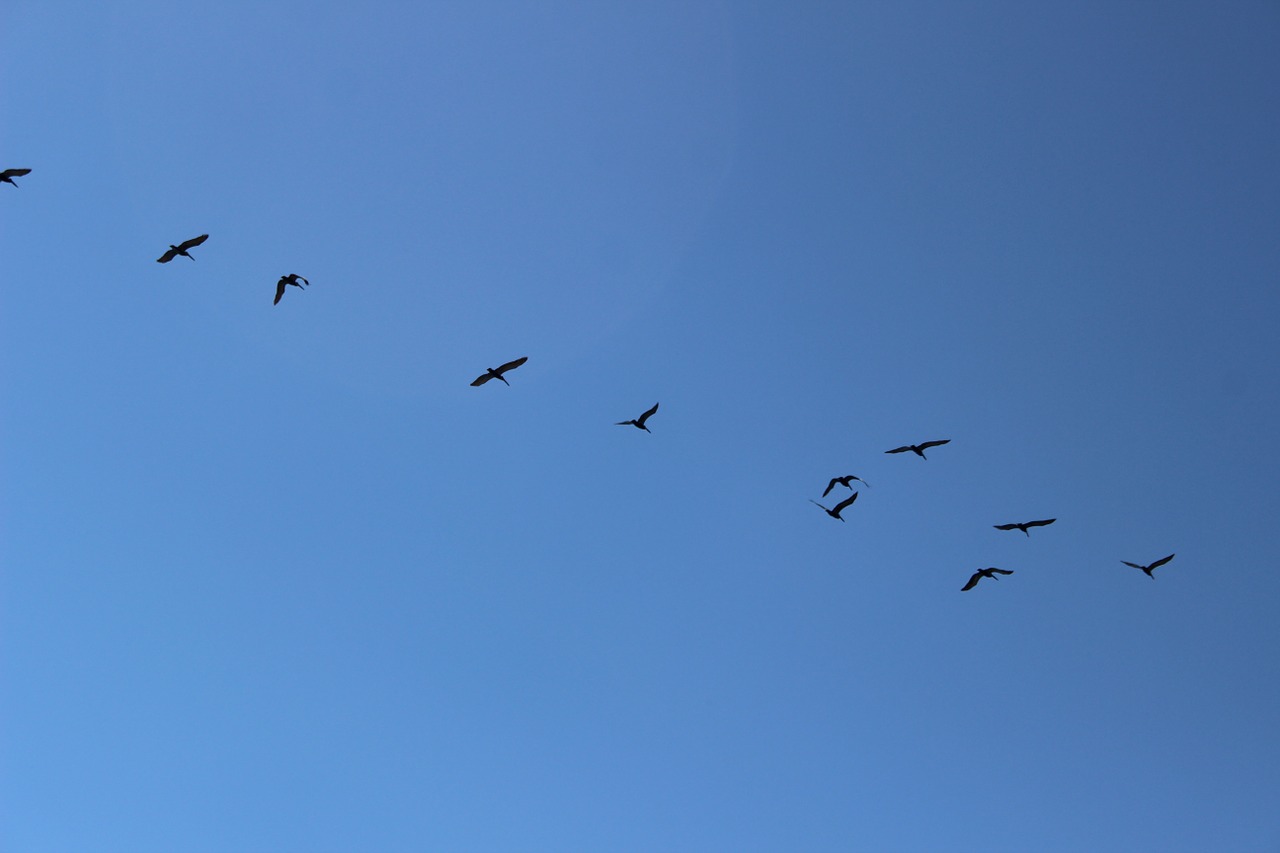 birds sky animals free photo