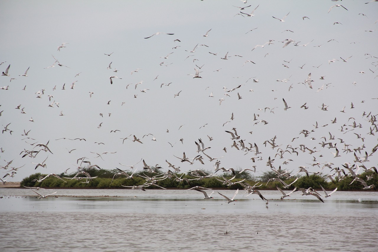 birds fly sea free photo