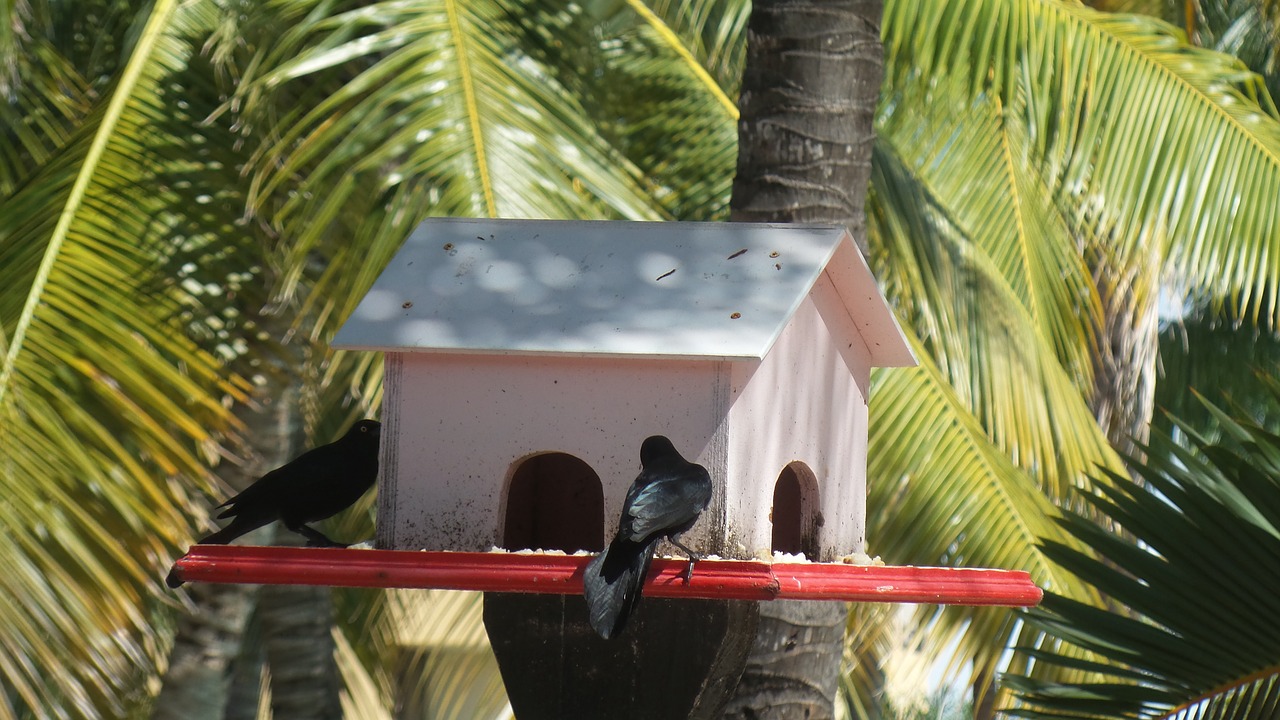 birds nature animal free photo