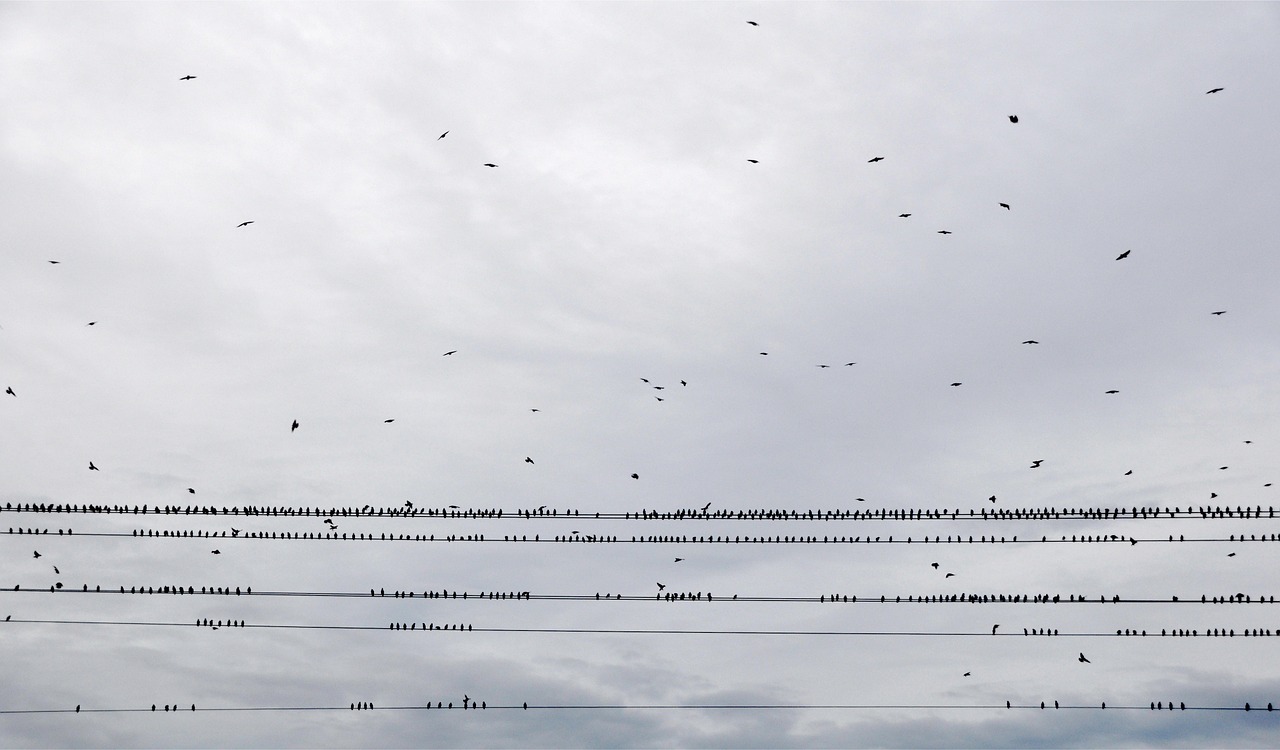 birds sky swarm free photo