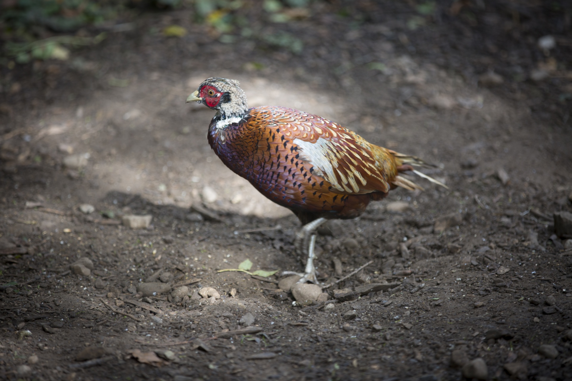 pheasant bird meadow free photo