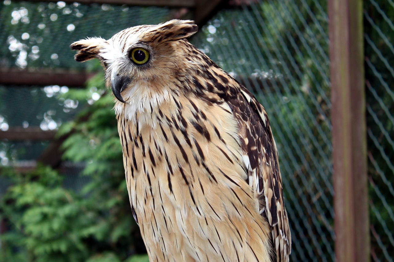 birds owl zoo free photo