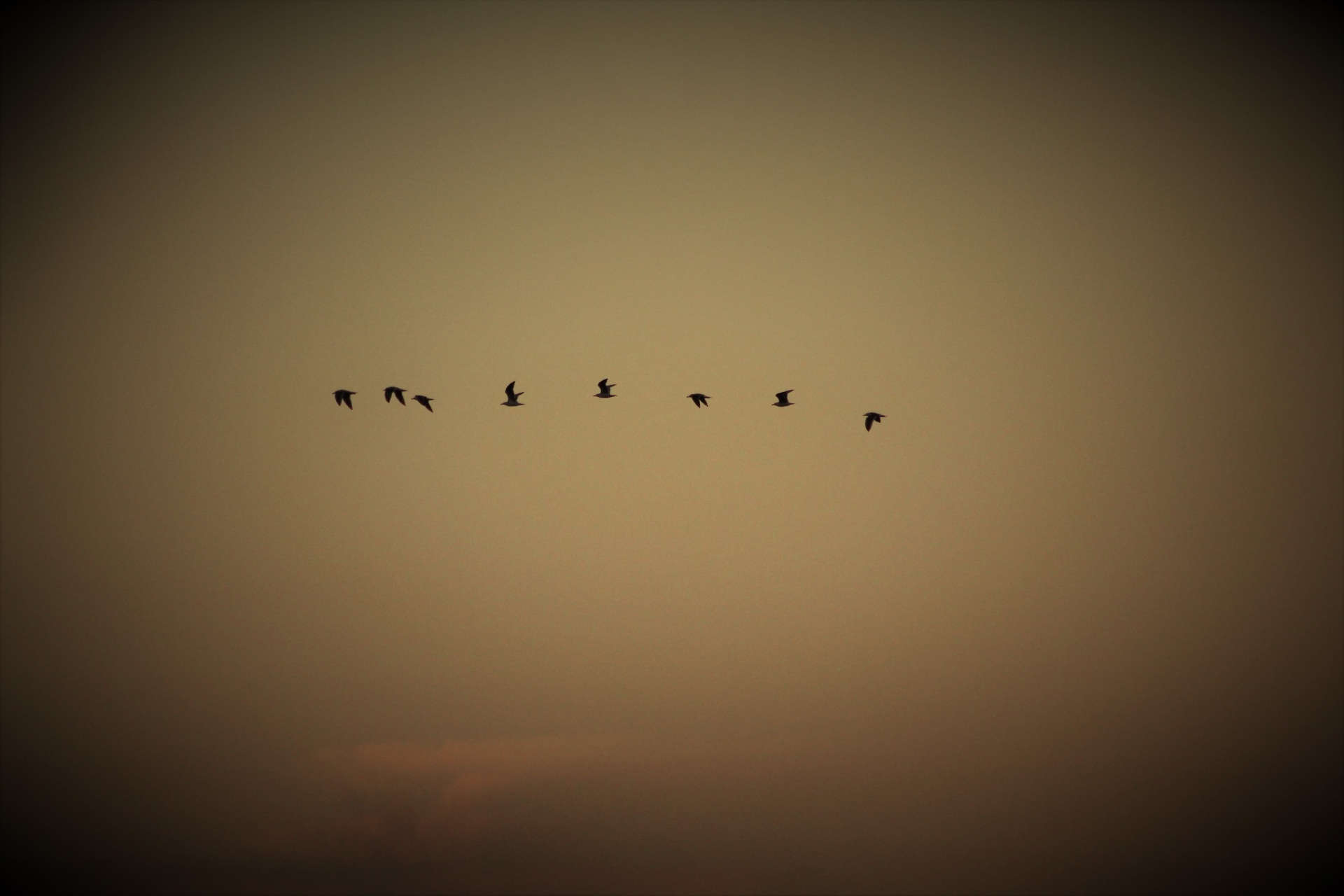 birds sky autumn free photo