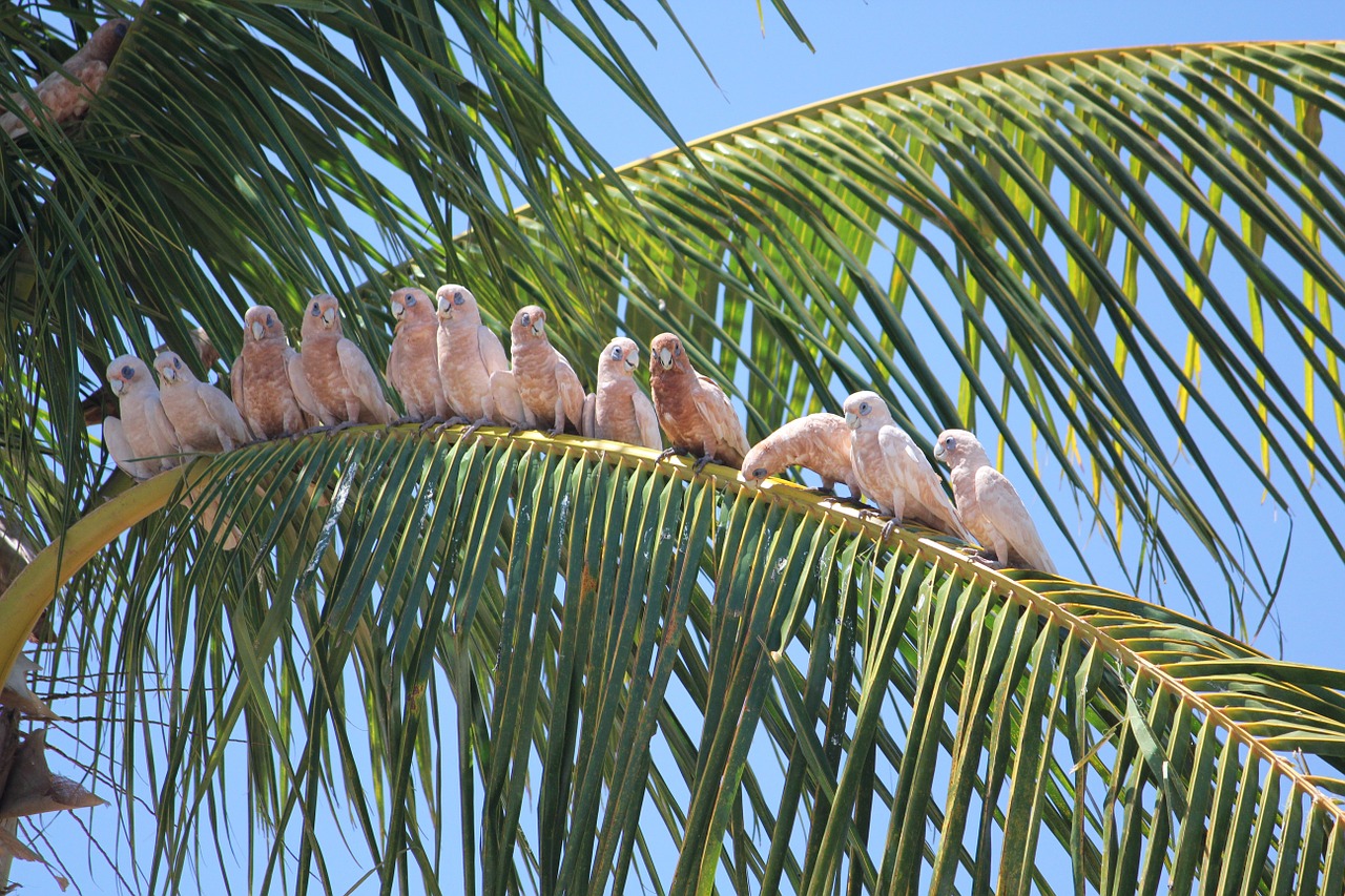 birds sunny tropical free photo