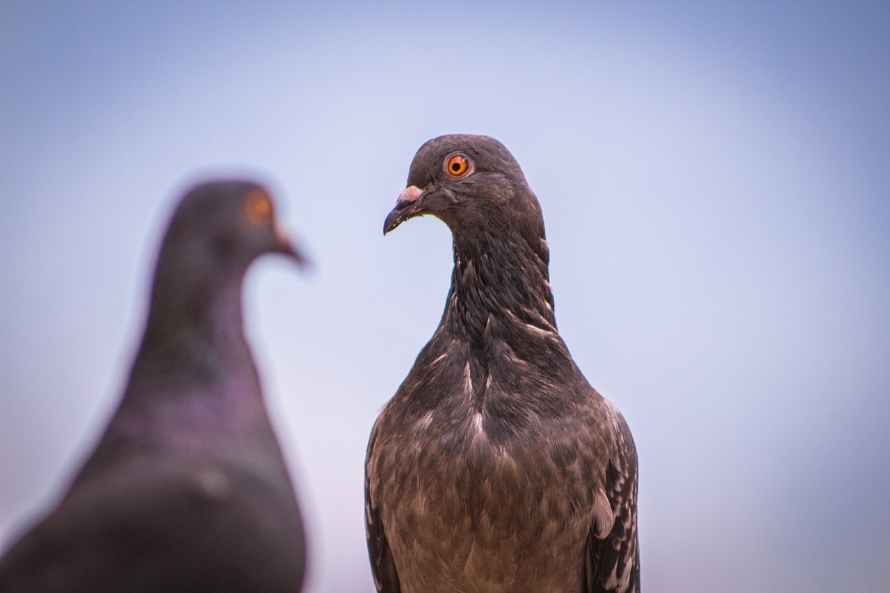 birds dove paloma free photo