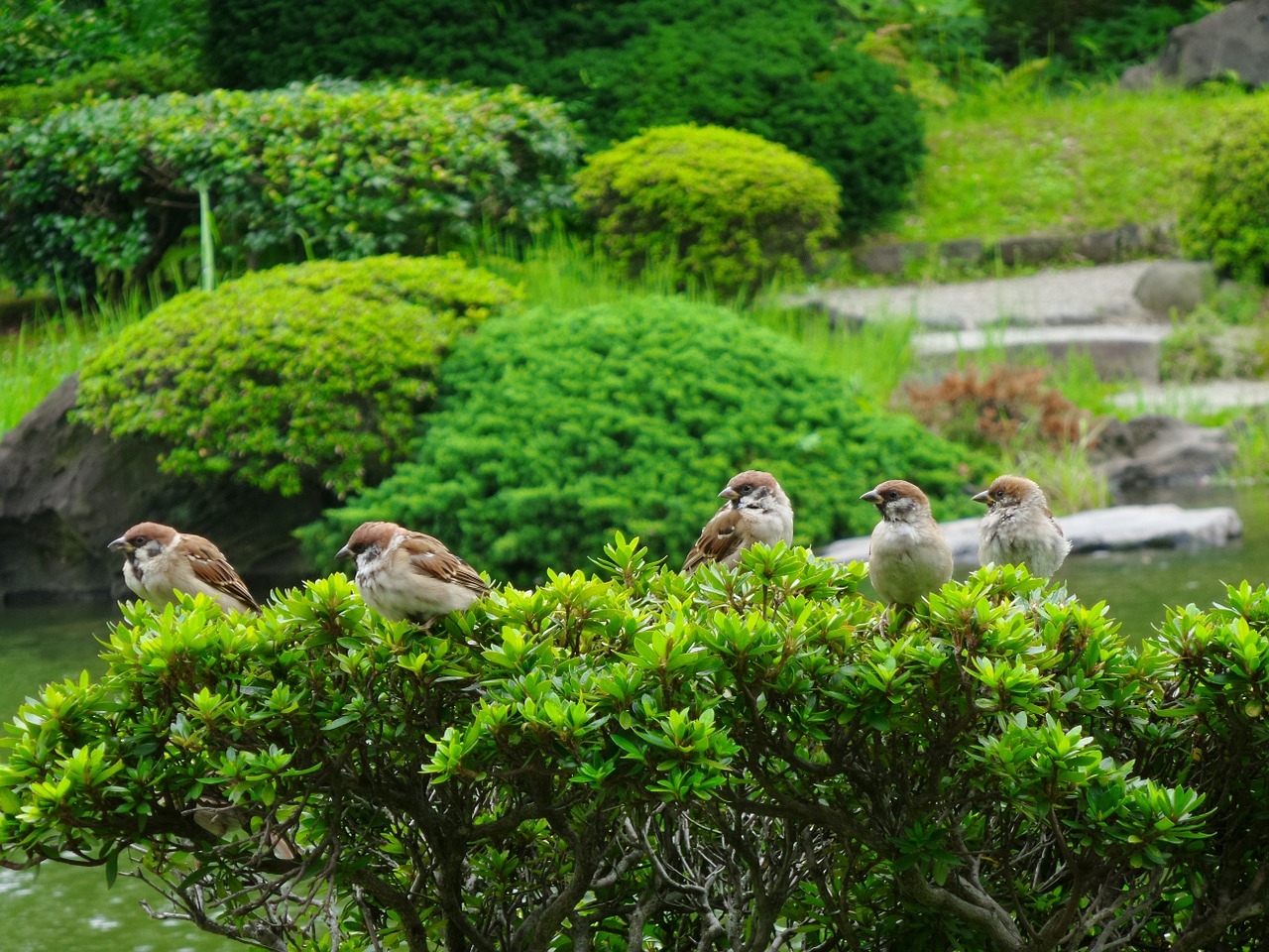 sparrows birds green free photo