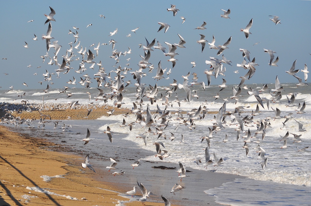 birds seagull sea free photo