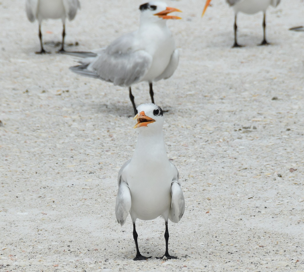 birds sand beach free photo