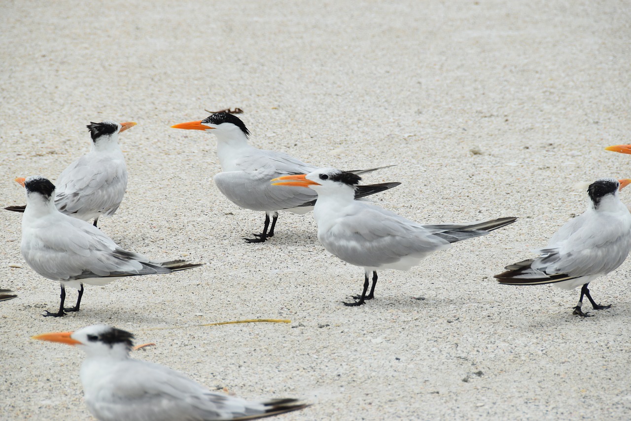 birds standing sand beach free photo