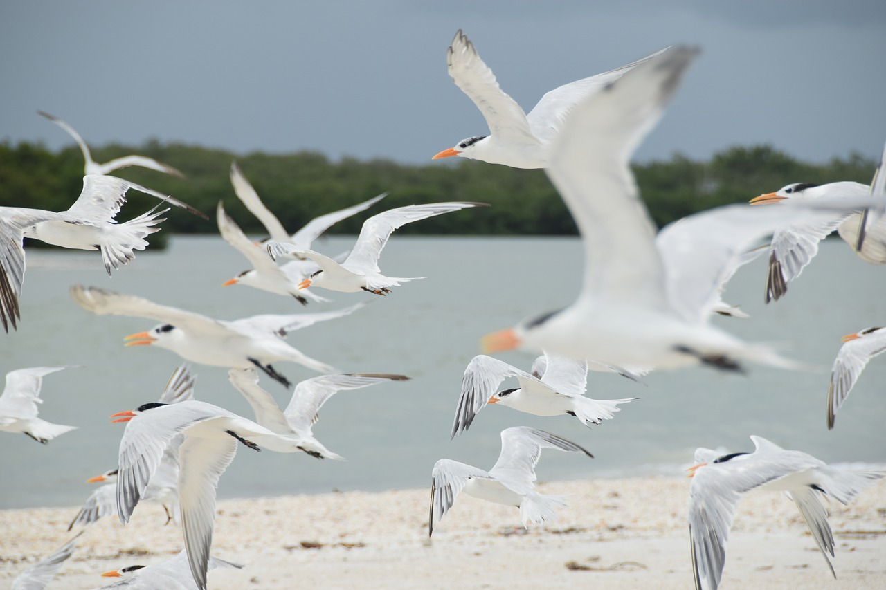 birds sand flight free photo